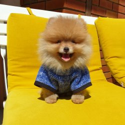 Pomeranian Boo Orjinal Yavrularımız 5