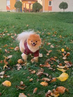 SAFKAN VE SAĞLIKLI POMERANİAN BOO 4