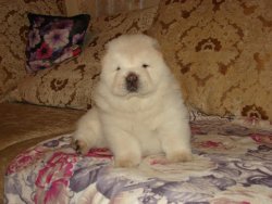 Satılık Chow Chow Yavruları 4
