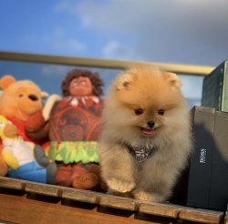 Yarışma Düzeyi PomeranianBoo Yavrularımızdan 1