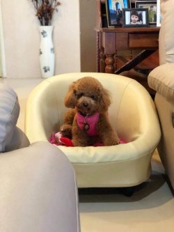 Full Egitimli Toy Poodle Yavru 2