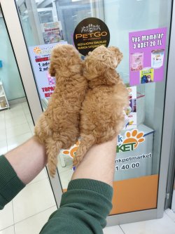 Red Toy Poodle Yavrular 1