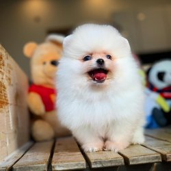 Yeni Gelen Kar Beyazı TeddyBear Oğlumuz 4