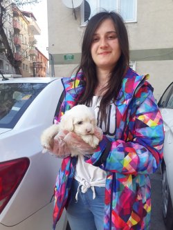 Maltese Terrier Yavrularımız 2
