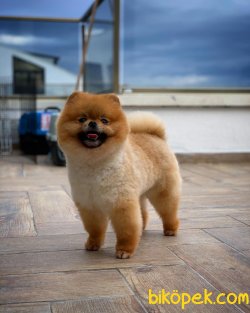 Orjinal Sertifikalı Pomeranian Boo Yetişkinlerimizden 3