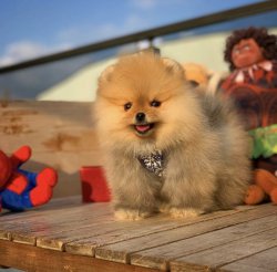 Yarışma Düzeyi PomeranianBoo Yavrularımızdan 5