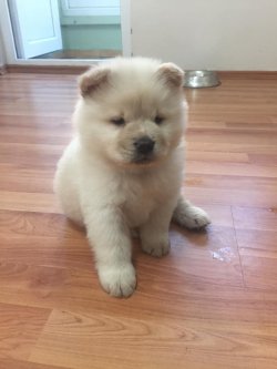 Satılık Chow Chow Yavruları 2