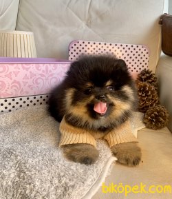 Pomeranian Boo Nadir Renk Black Tan Yavrularımız 1