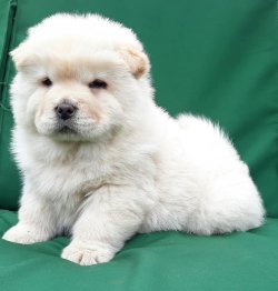 A Kali̇te Safkan Beyaz Chow Chow Yavruları 4