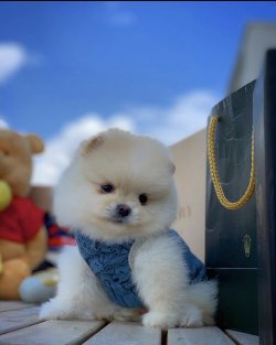 Yarışma Düzeyi PomeranianBoo Yavrularımız 3