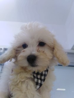 Kaliteli Maltipoo Yavrular 1