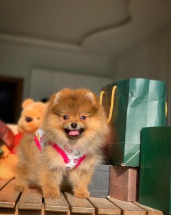 -Yeni Gelen TeddyBear PomeranianBoo Yavrularımızdan 2