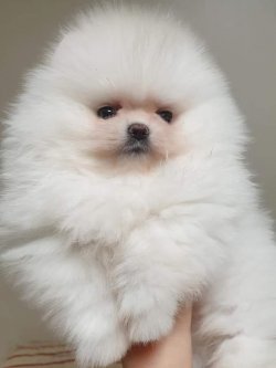 Pomerian Boo Yavru 2
