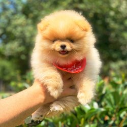 Pomeranian Boo Belgeli Eğitimli Yavrularımız 3