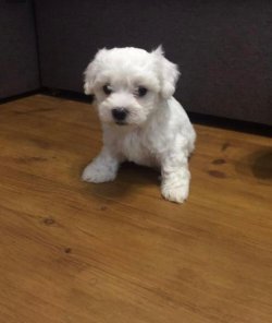 MALTESE TERRİER 2
