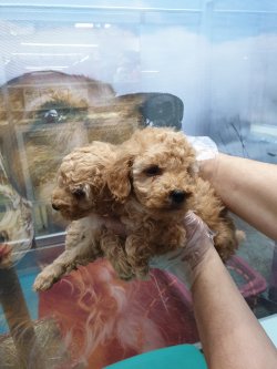SEVECEN ORJİNAL TOY POODLE RED YAVRULAR 1