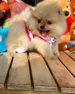 Irk Ve Sağlık Garantili PomeranianBoo Yavrularımızdan 5