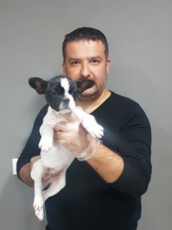 French Buldog Yavrular Mikroçipli   Pasoportlu 1
