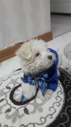 5 Aylık Maltese Terrier 0 Numara Tuvalet Egitimli 4