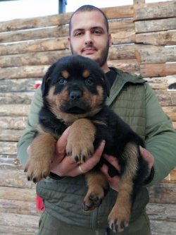 Koca Kafa Rottweiler Yavruları 3