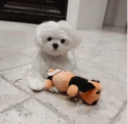 Maltese Terrier Yavru 1
