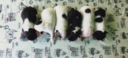Sahibinden French Buldog A Kalite 5