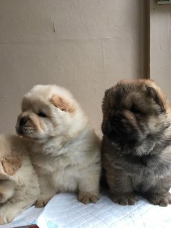 CHOW CHOW ÇİN ASLANI YAVRULARIMIZ 3