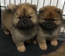 CHOW CHOW ( Çin Aslanı ) YAVRULARI 1