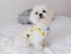 Maltese Yavrularımız 1