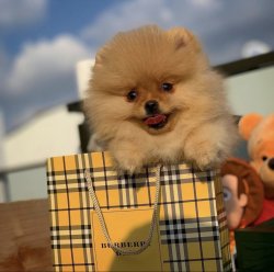 Gold Renk Küt Burun PomeranianBoo Yavrumuz 5