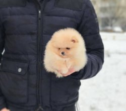 Partycolor Orjinal Pomeranian Boo 1