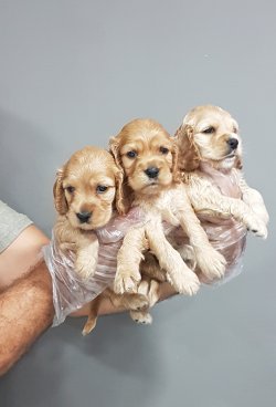 Satılık Cocker Yavruları 1