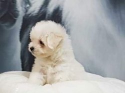 MALTESE TERRIER YAVRULARI 4