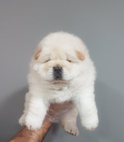 Satılık Chow Chow Yavruları 1