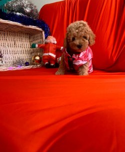TOY POODLE YAVRULAR 5
