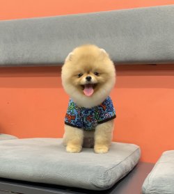 Pomeranian Boo Show Görüntü Ayicik Surat Yapısı 3