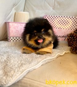 TEDDY FACE BLACK TAN POMERANİAN BOO 5