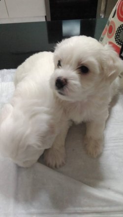 Maltese Terier Yavrularımız 1