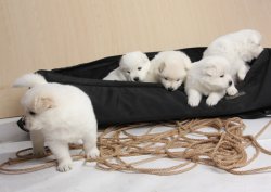 -SON YAVRU-SAHİBİNDEN SAFKAN SAMOYED YAVRULARI 2