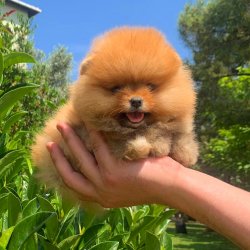 Pomeranian Boo AB Pasaportlu Yavrularımız 3