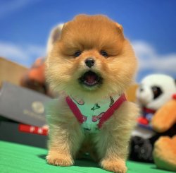 Orijinal Renk Miniboy PomeranianBoo Kızımız 1