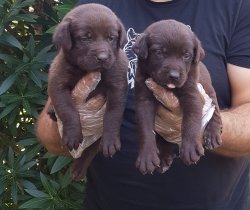 Labrador Yavruları Sizler İçin Tüm Renkleri 1