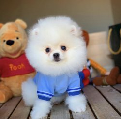 Orjinal  Teddybear Yüz Yapısına Sahip PomeranianBoo 1