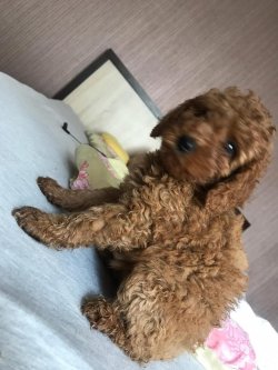 Poodle 1