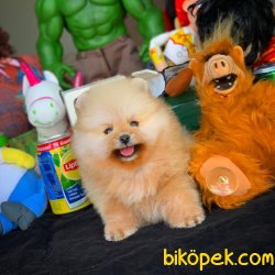 3 Aylık Erkek Kahve PomeranianBoo 5