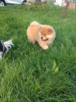 Kızıl Chow Chow Yavruları 1