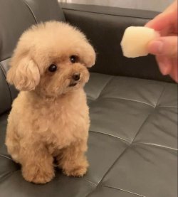 A Kalite Poodle 1