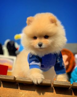 Orijinal Teddybear Pomeranianboo Yavruları 2