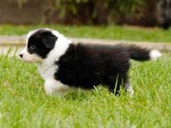 Border Collie Yavruları 1