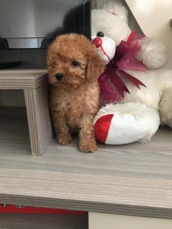 Apri̇cort Poodle 2